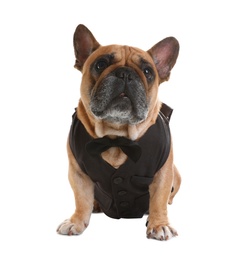 Funny French bulldog in elegant vest on white background