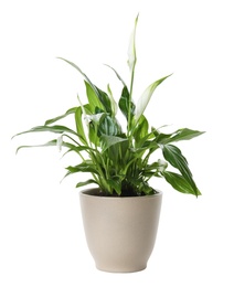 Photo of Pot with Spathiphyllum home plant on white background