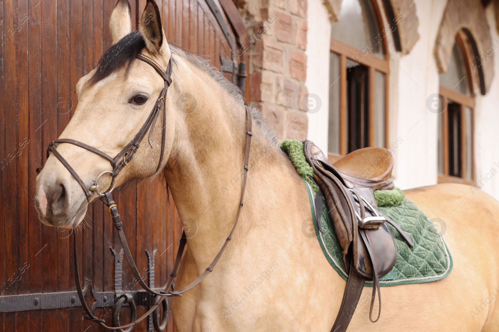 Photo of Adorable horse near barn outdoors. Lovely domesticated pet