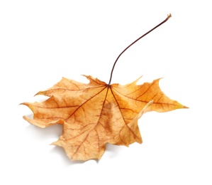 Photo of Beautiful autumn leaf on white background. Fall foliage