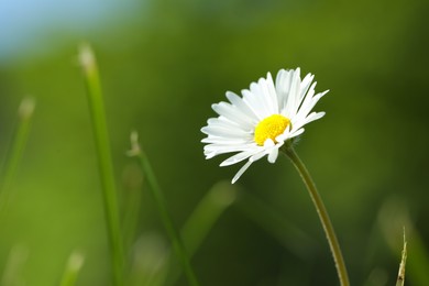 Photo of Beautiful tender daisy flower growing outdoors, closeup. Space for text