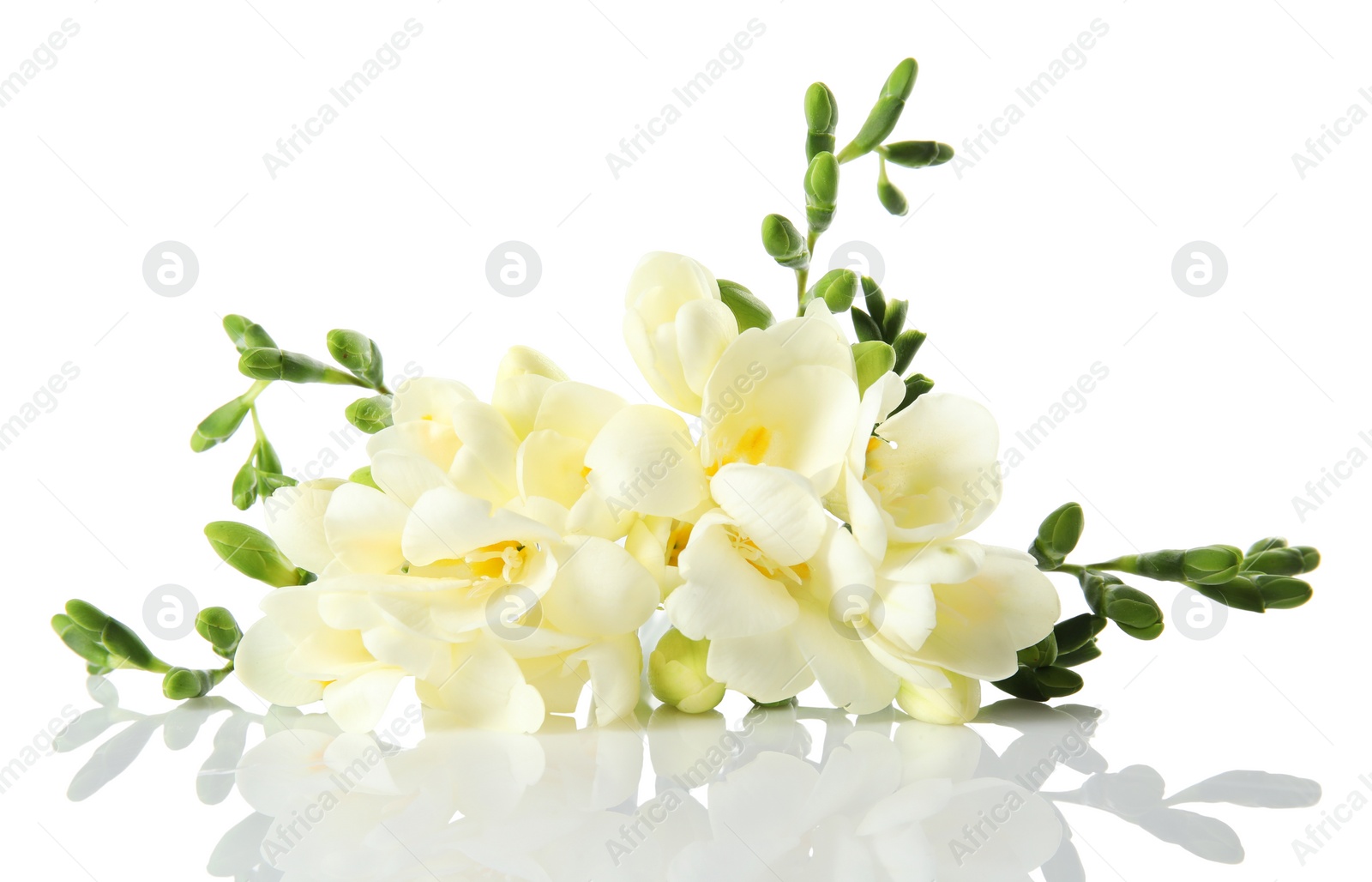 Photo of Bouquet of fresh freesia flowers isolated on white