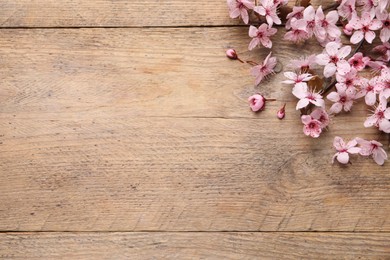 Photo of Cherry tree branch with beautiful pink blossoms on wooden table, flat lay. Space for text