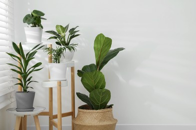Beautiful plants in pots indoors, space for text. House decor