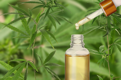 Image of Hemp oil and plant on background. Space for text