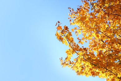 Photo of Branches with autumn leaves against blue sky on sunny day. Space for text