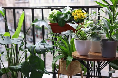 Many different beautiful plants in pots on balcony