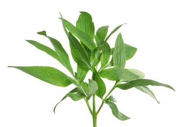 Fresh green peony leaves on white background