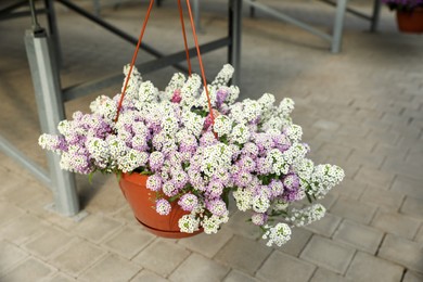 Hanging pot with beautiful blooming lobularia plant in garden center