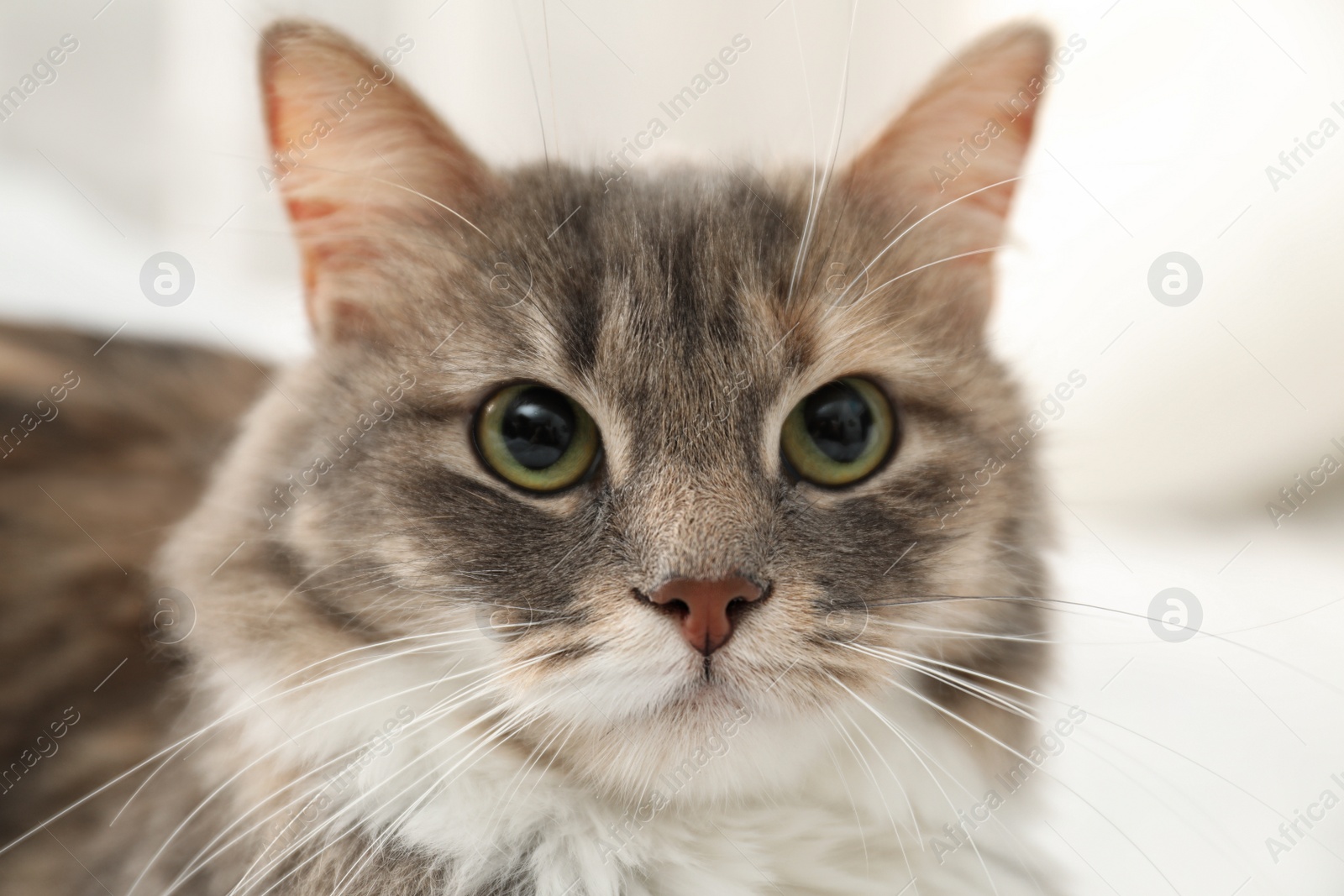 Photo of Cute fluffy cat, closeup view. Domestic pet