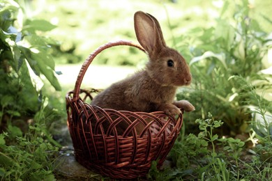 Photo of Cute fluffy rabbit in wicker basket outdoors