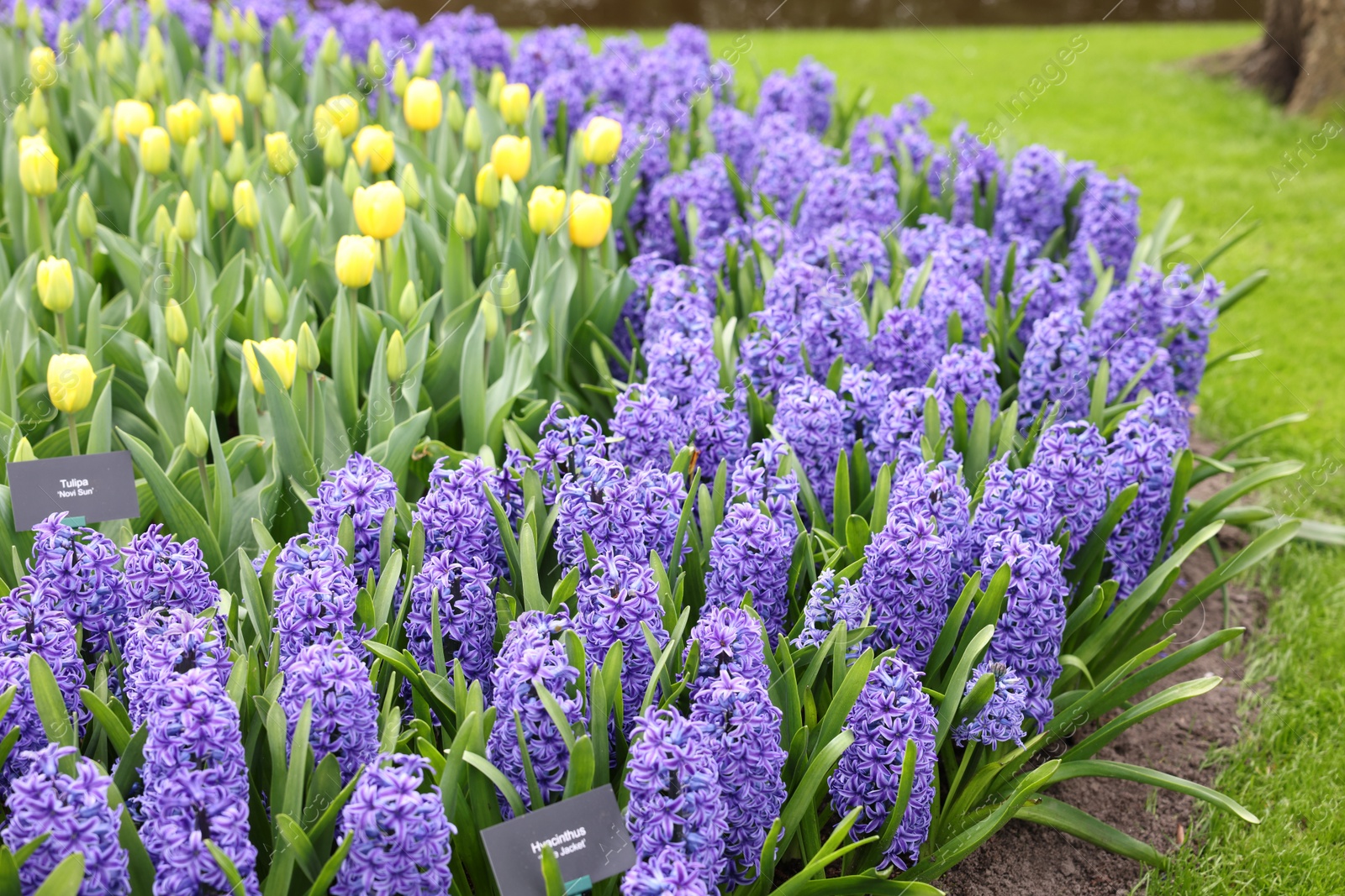 Photo of Beautiful hyacinth and tulip flowers growing outdoors