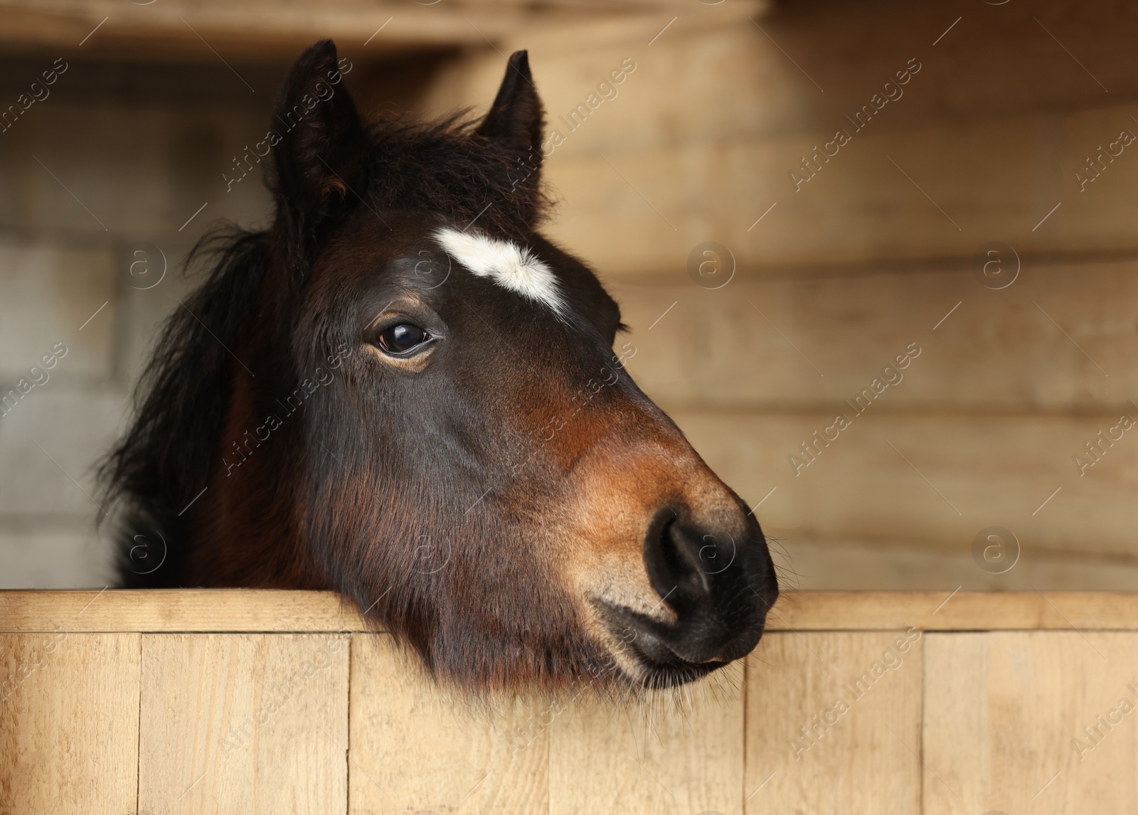 Photo of Adorable black horse in wooden stable. Lovely domesticated pet