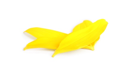 Photo of Fresh yellow sunflower petals isolated on white