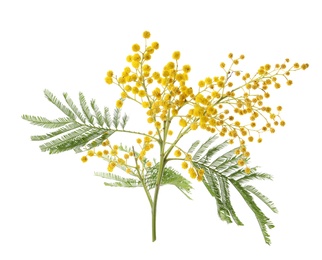 Photo of Beautiful mimosa plant with yellow flowers on white background