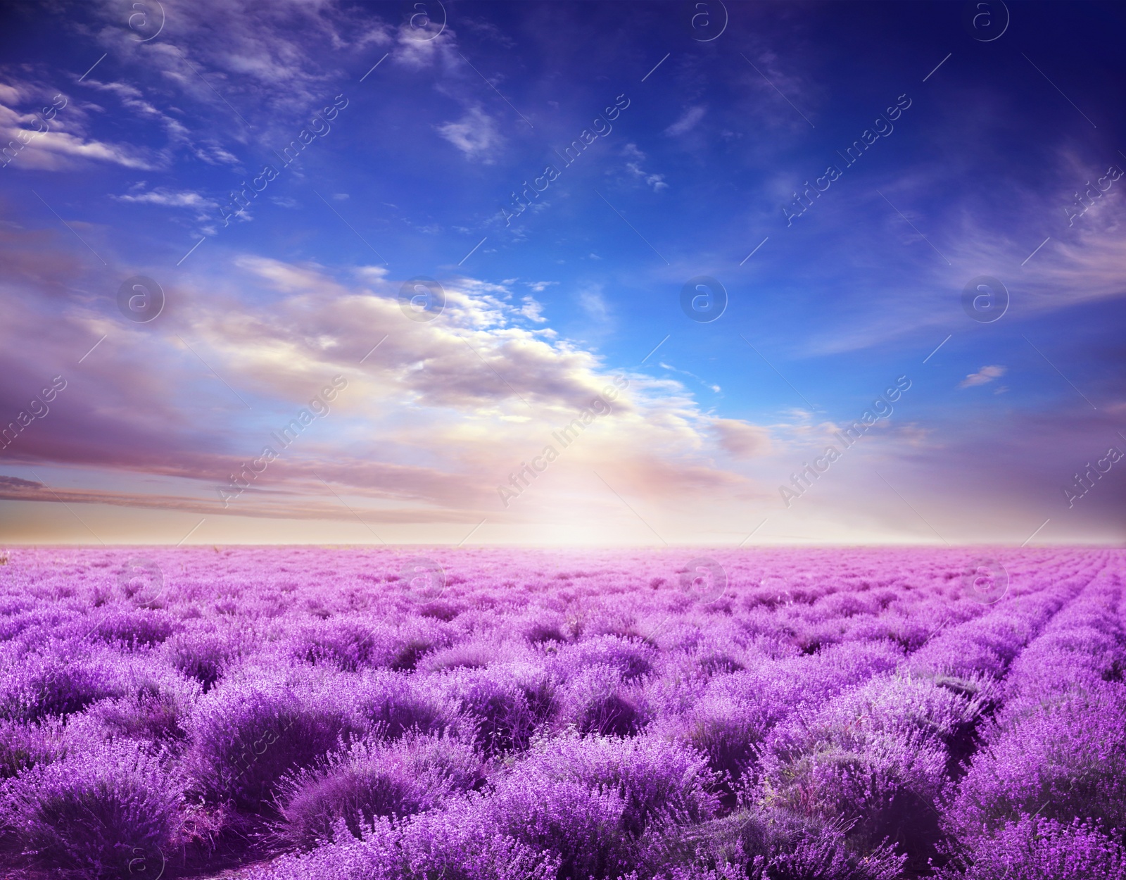 Image of Beautiful view of blooming lavender field under blue sky