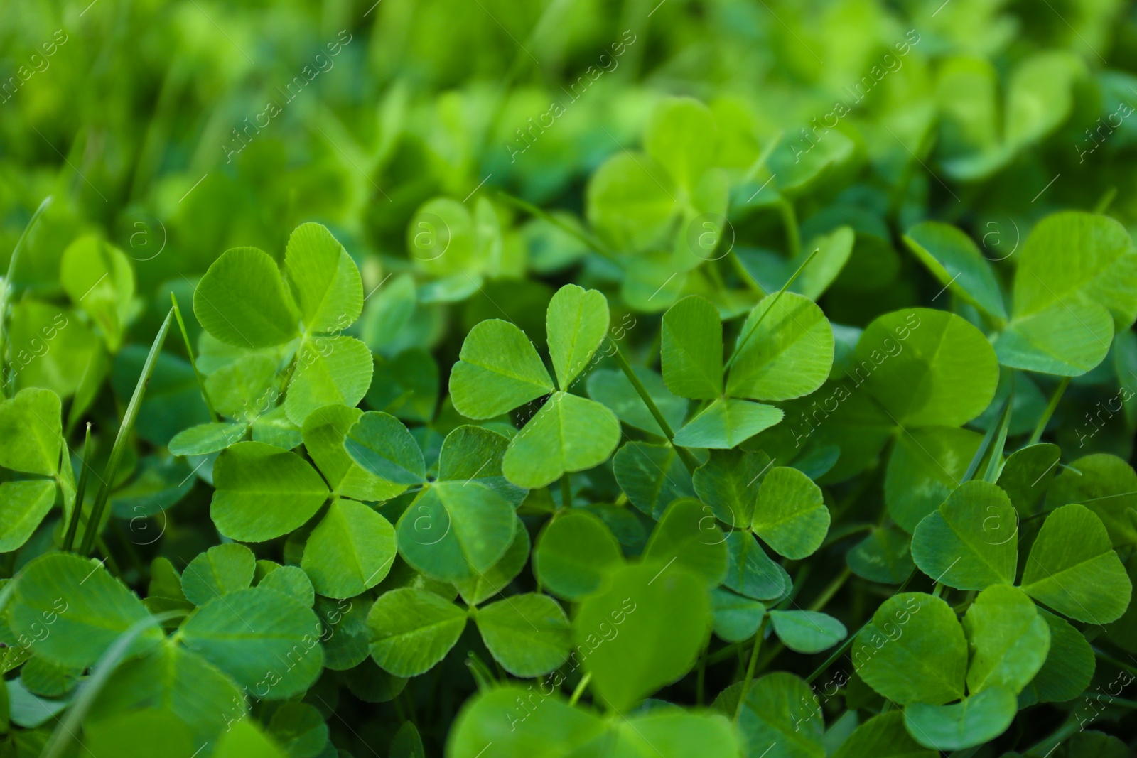 Photo of Closeup view of beautiful green clover leaves