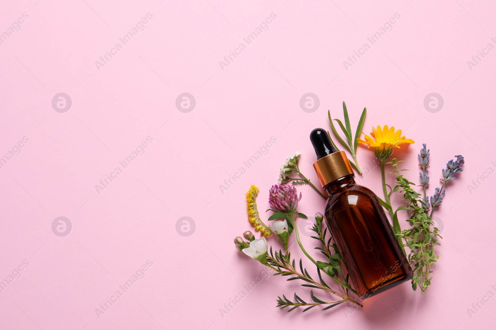 Photo of Bottle of essential oil, different herbs and flowers on pink background, flat lay. Space for text