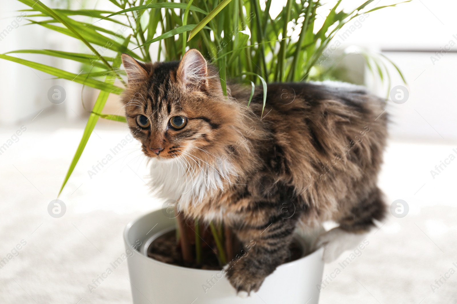 Photo of Adorable cat playing with houseplant on floor at home