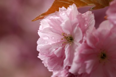 Photo of Beautiful sakura flowers with water drops on blurred background, closeup