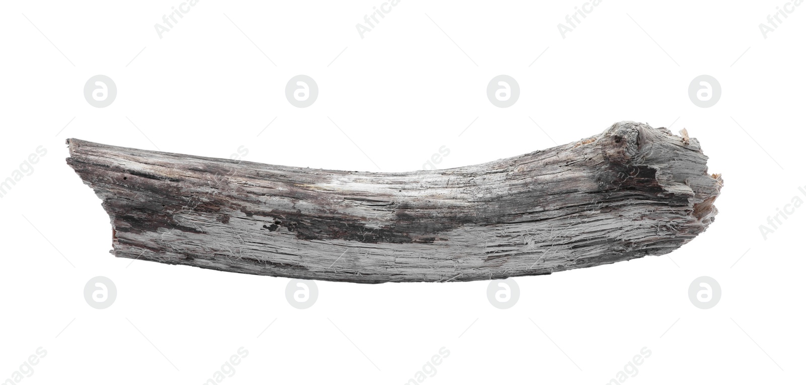 Photo of Old dry tree branch isolated on white