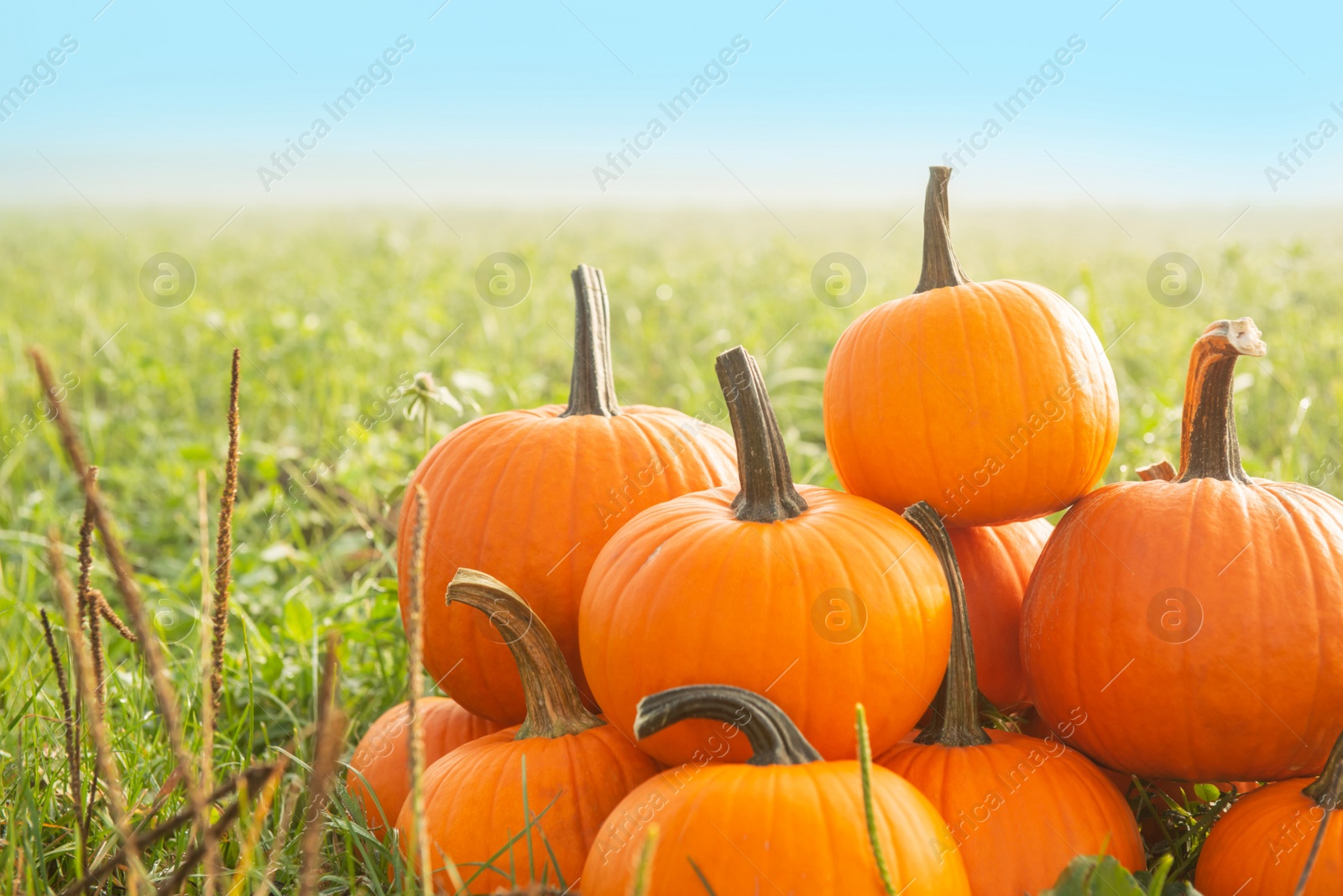 Photo of Many ripe orange pumpkins on green grass outdoors, space for text