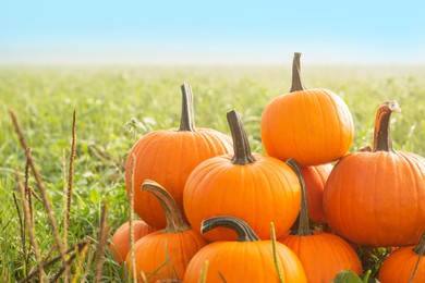 Many ripe orange pumpkins on green grass outdoors, space for text