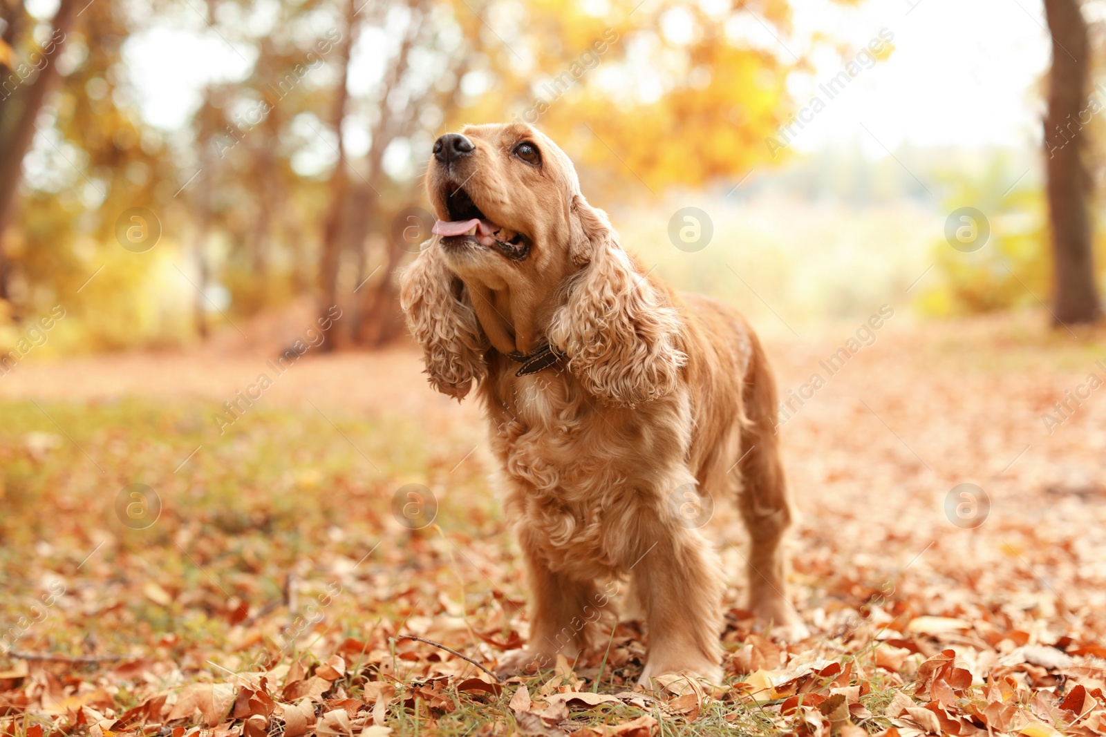 Photo of Cute Cocker Spaniel in park. Autumn walk