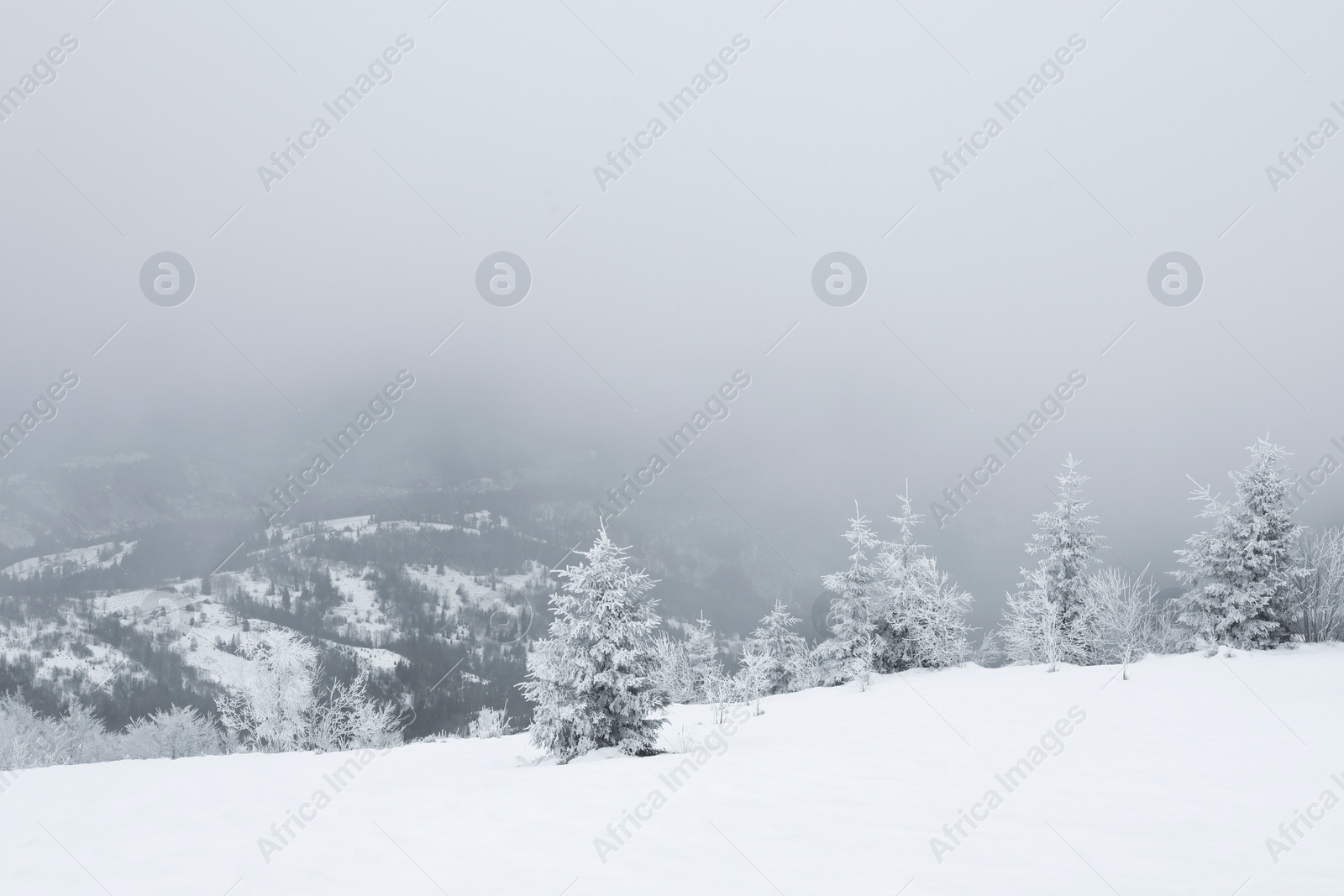 Photo of Picturesque view of trees and plants covered with snow in mountains on winter day