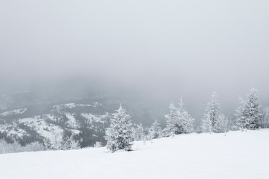 Picturesque view of trees and plants covered with snow in mountains on winter day