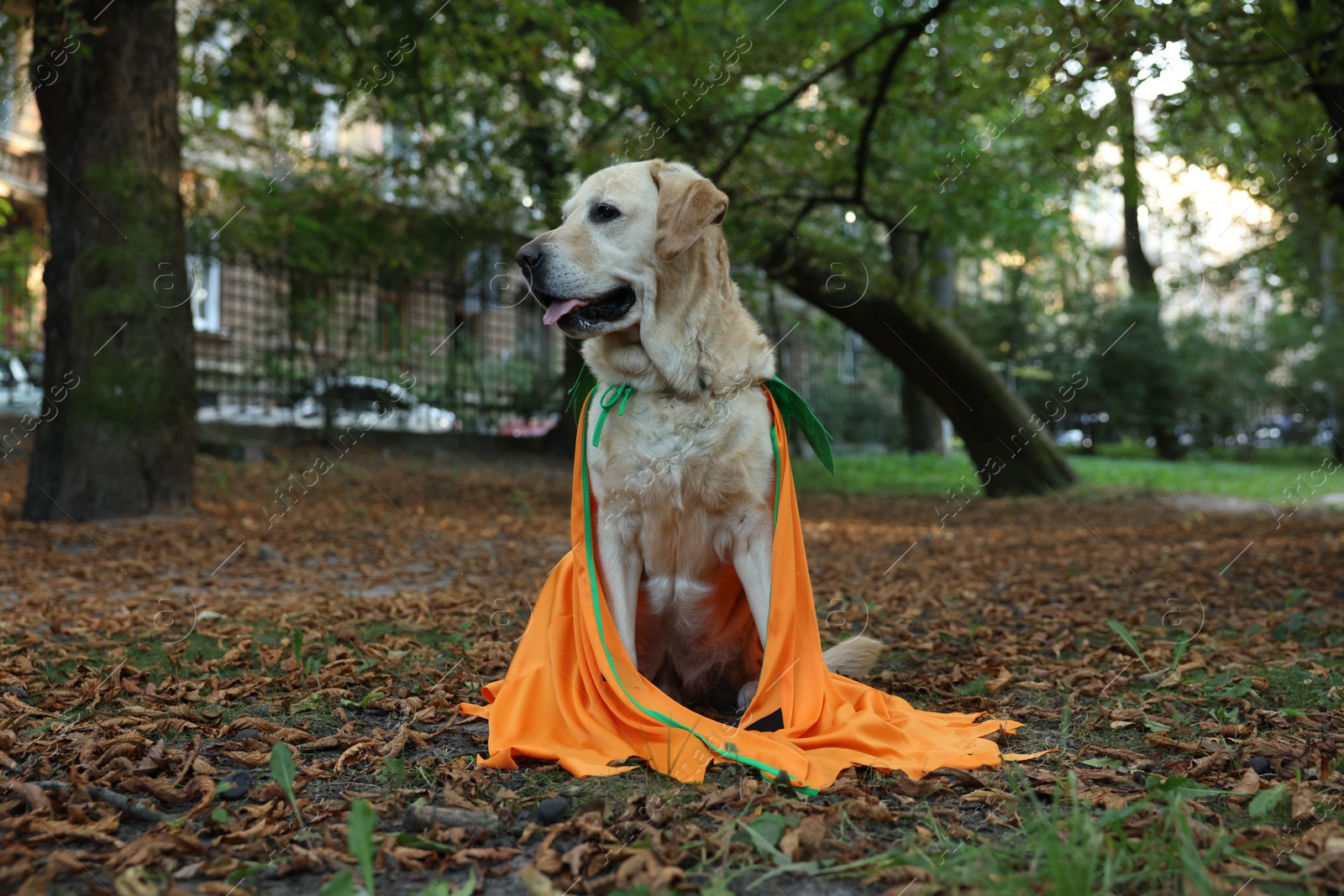 Photo of Cute Labrador Retriever dog wearing Halloween costume sitting in autumn park