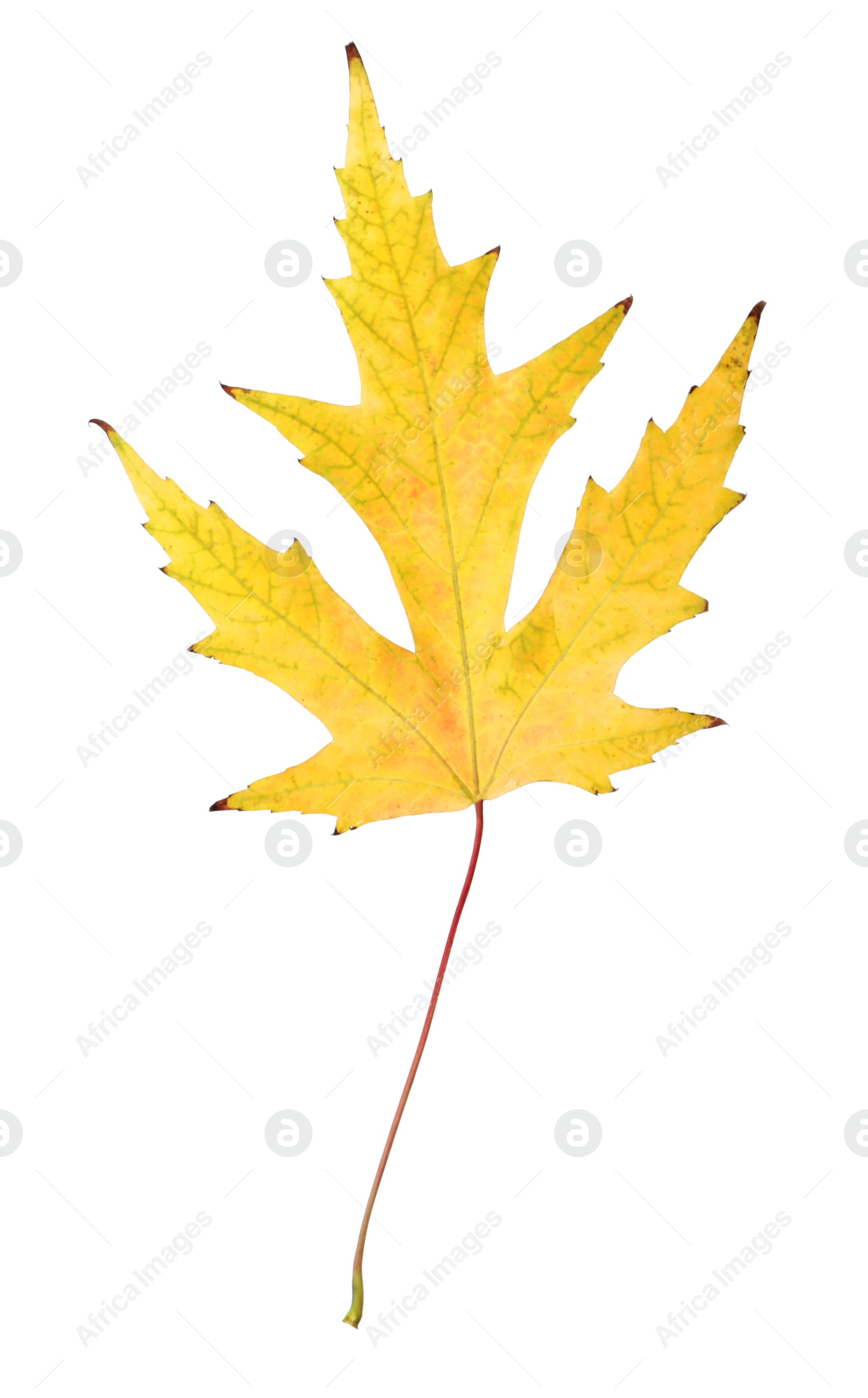 Photo of Dry leaf of Japanese maple tree isolated on white. Autumn season
