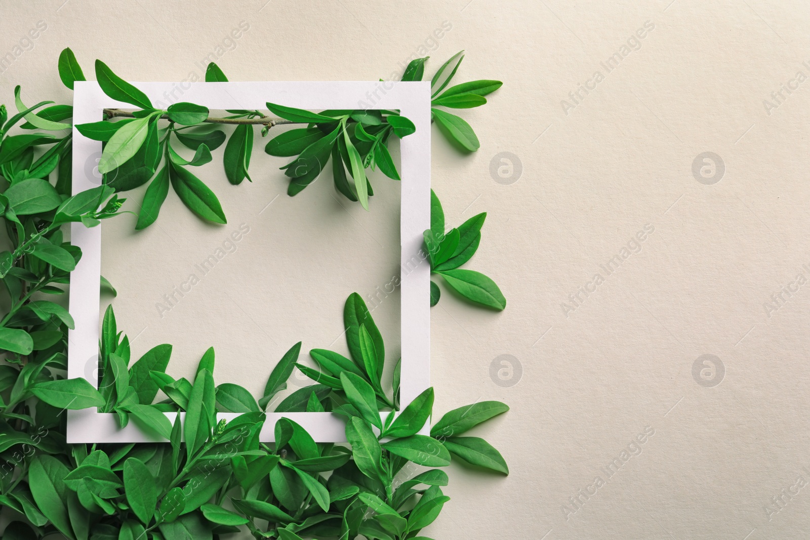 Photo of Frame with green leaves on light background