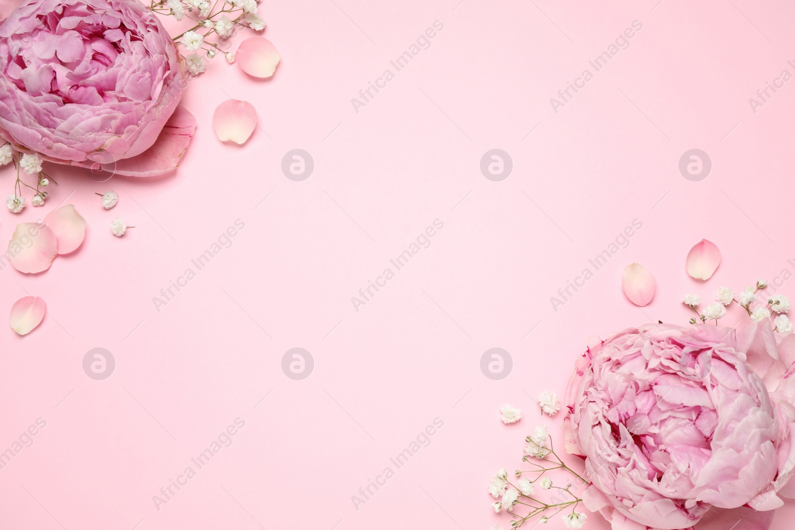 Photo of Beautiful floral composition with peonies on pink background, flat lay. Space for text