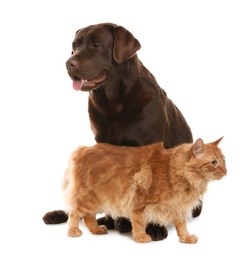 Cat and dog together isolated on white. Fluffy friends