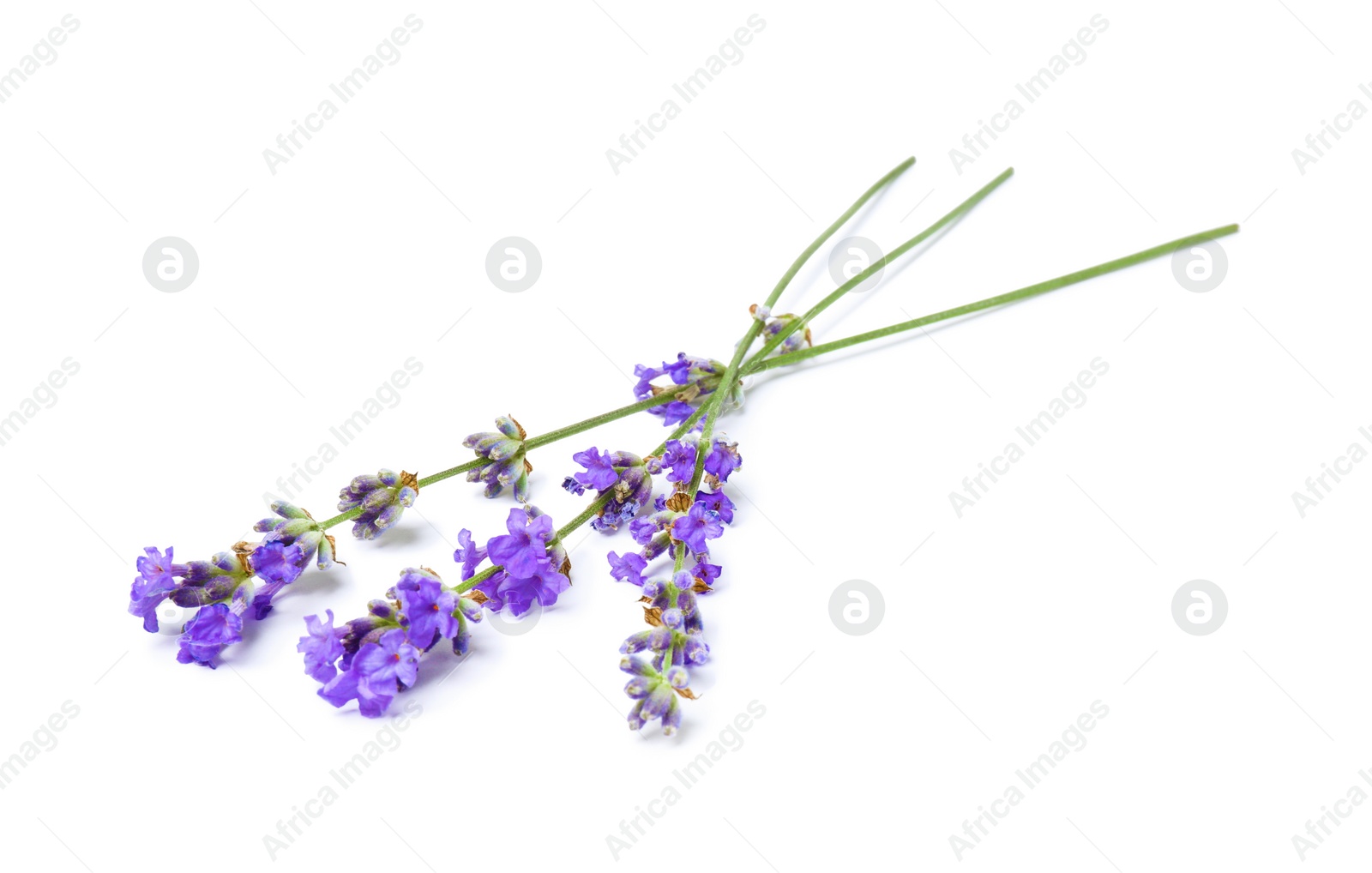 Photo of Beautiful aromatic lavender flowers isolated on white