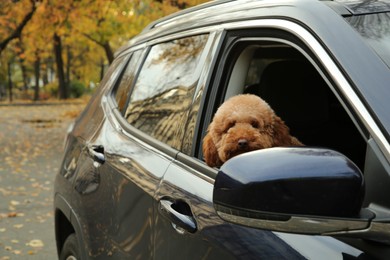 Photo of Cute dog in black car, view from outside Space for text