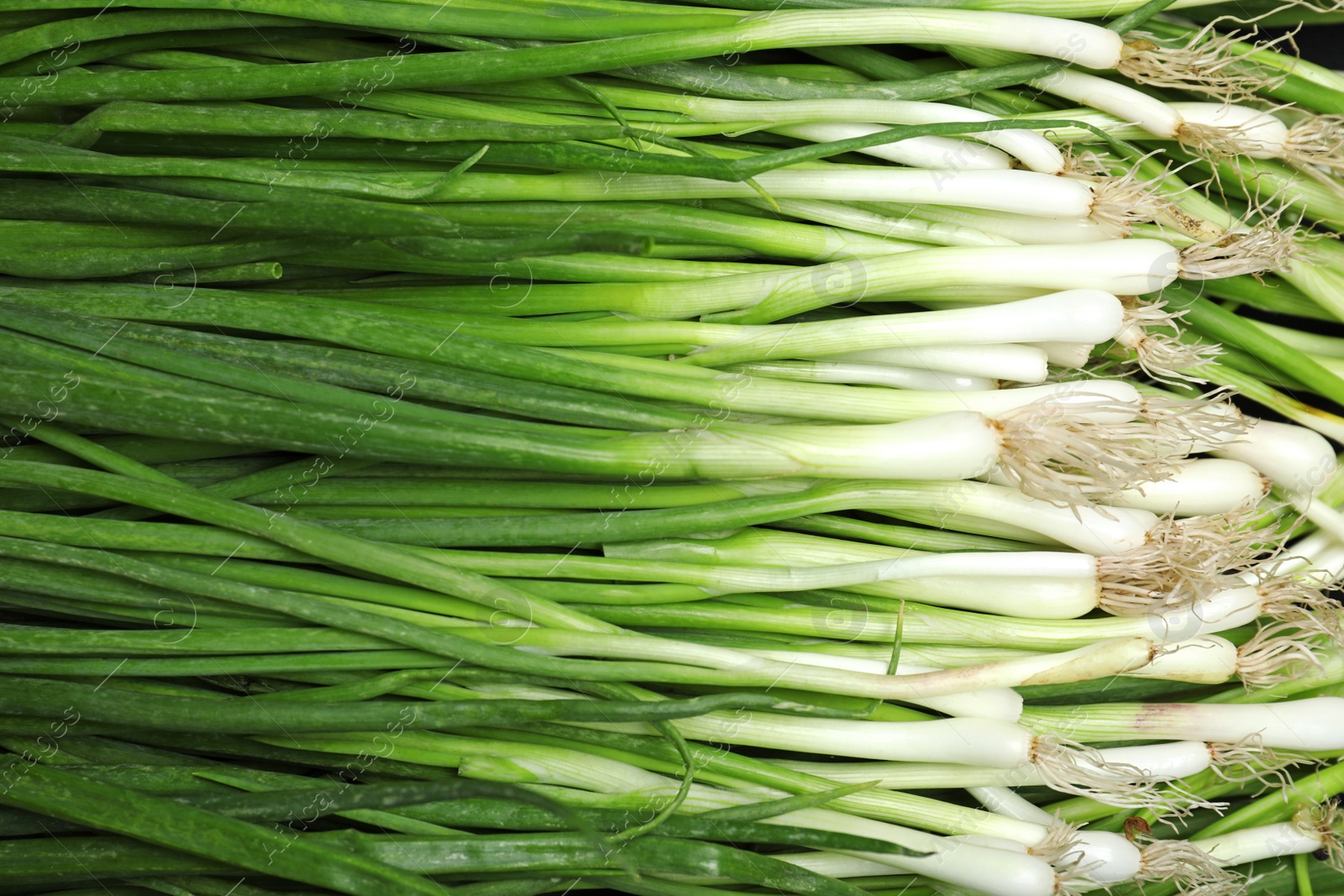 Photo of Fresh green onions as background, top view