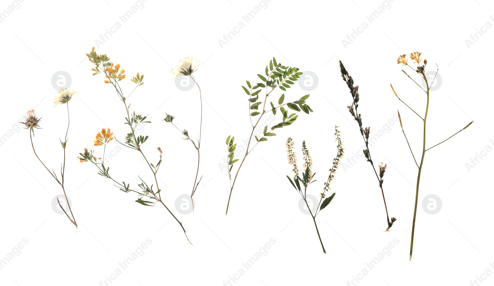 Photo of Dried meadow flowers on white background, top view