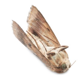 Photo of Dead corn earworm moth isolated on white