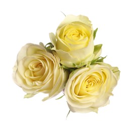 Photo of Beautiful fresh yellow roses isolated on white