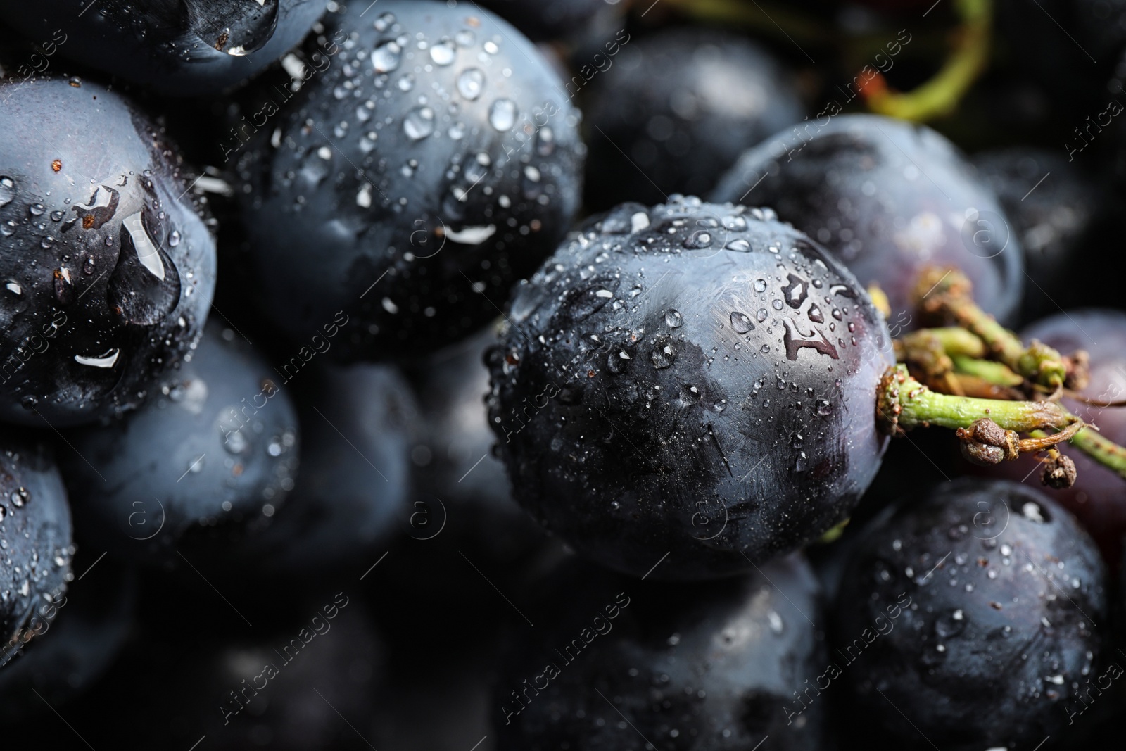 Photo of Fresh ripe juicy black grapes as background, closeup view