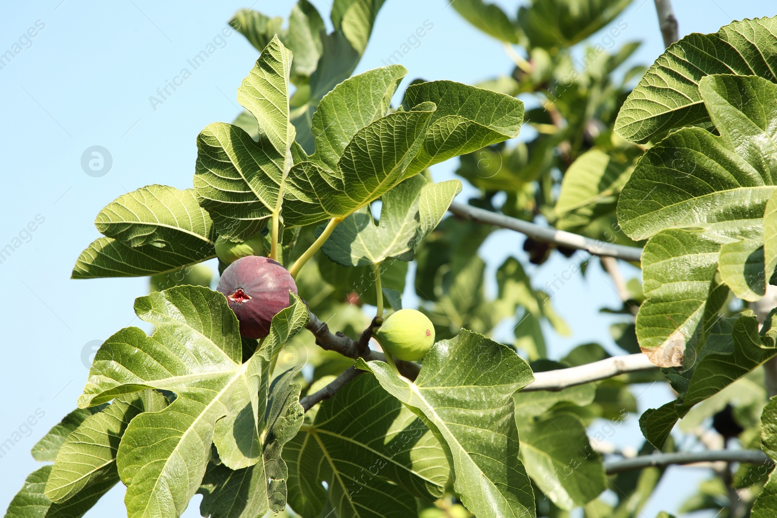 Photo of Figs growing on tree against sky outdoors