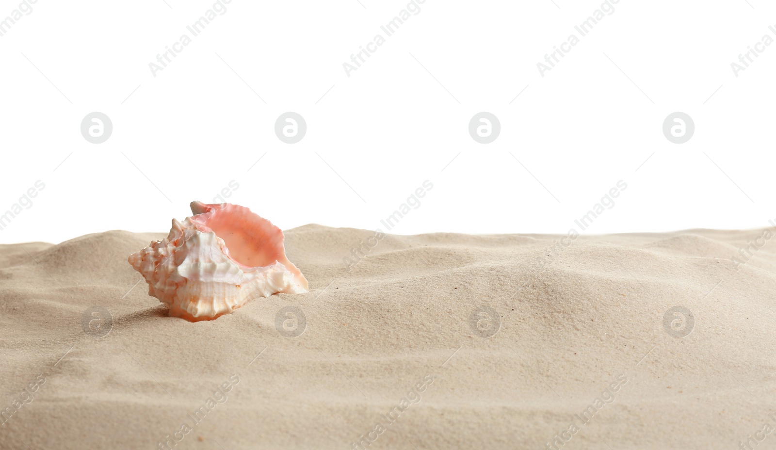 Photo of Seashell in beach sand against white background, space for text