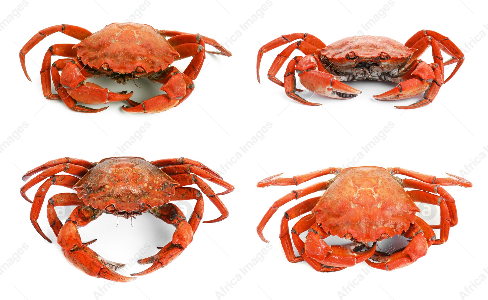 Image of Fresh cooked crab isolated on white, set