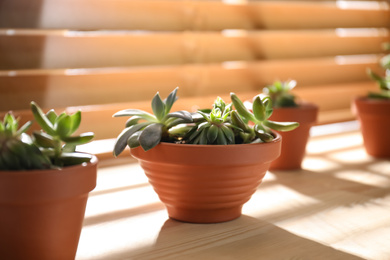 Photo of Beautiful echeveria on wooden windowsill indoors. Succulent plant