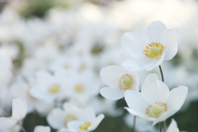 Photo of Beautiful blossoming Japanese anemone flowers outdoors on spring day