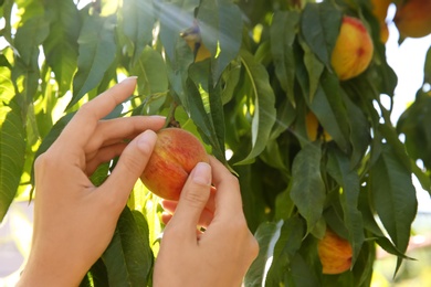 Woman picking ripe peach from tree outdoors, closeup