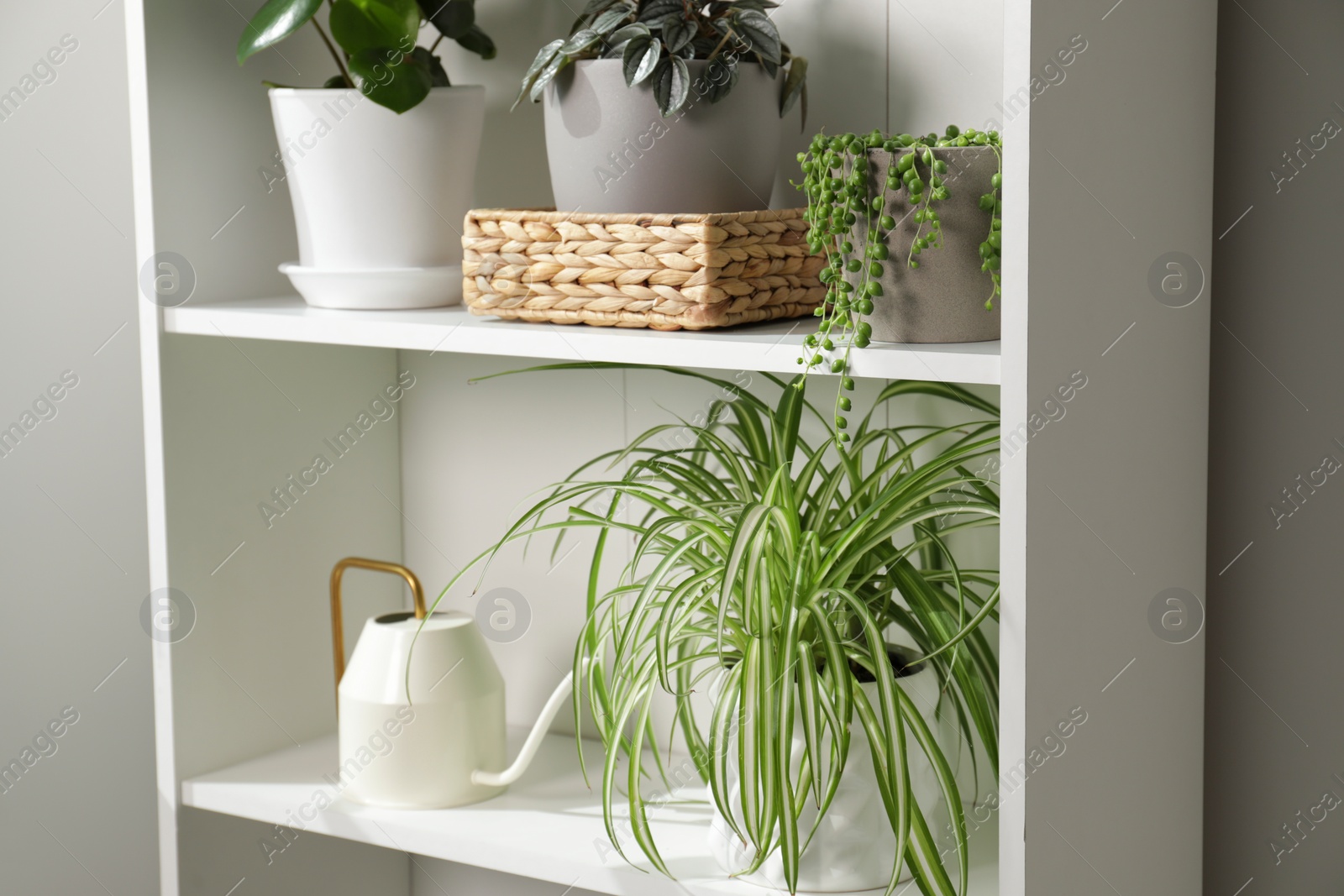 Photo of Green houseplants in pots and watering can on shelves near white wall