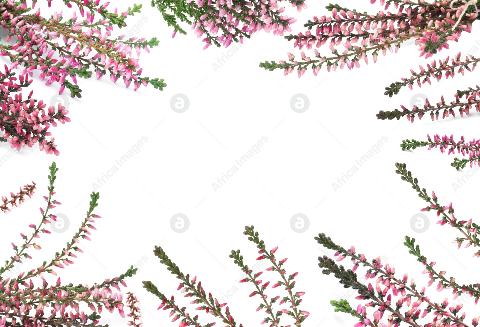 Image of Frame of heather branches with beautiful flowers on white background, top view. Space for text